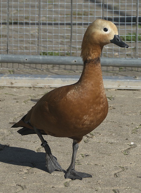 平均值